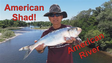 shad fishing report american river.
